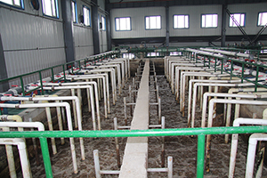 MBR技術(shù)在陜西某淀粉廠廢水處理中的應(yīng)用